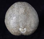 Micraster brevis DESOR in AGASSIZ & DESOR 1847 - Bild © FossNet FossilienStore